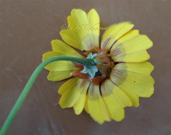  Capitulum (Lower view)-see Calyculus and Phyllaries